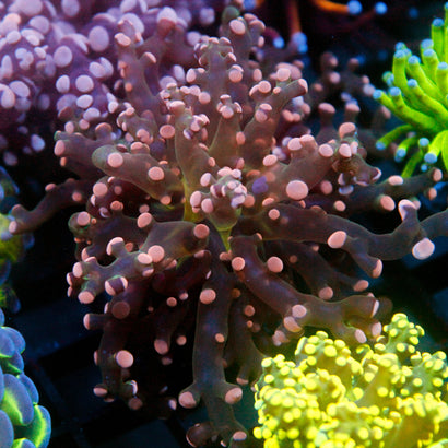 JC Pink Tip Octo