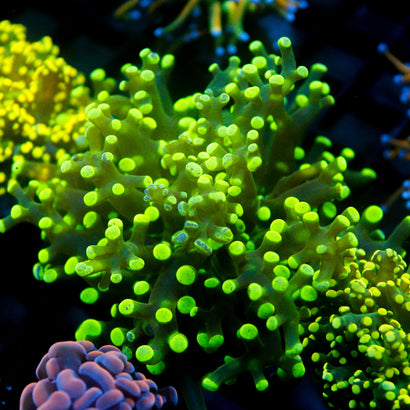 JC Green Tip Octo