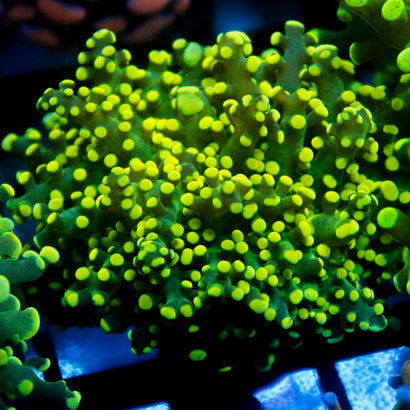 JC Neon Green Tip Octo