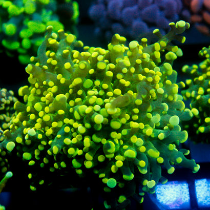 JC Green Octo
