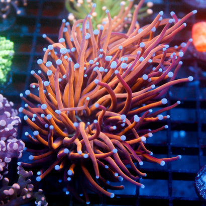JC Goldilocks Mini Colony