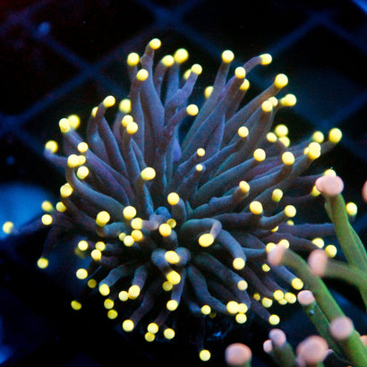 JC Yellow Tip Hurricane