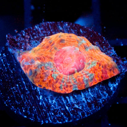 JC Space Rock