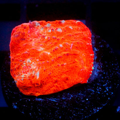 JC Orange Watermelon