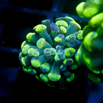 JC Bicolor Splatter Hammer