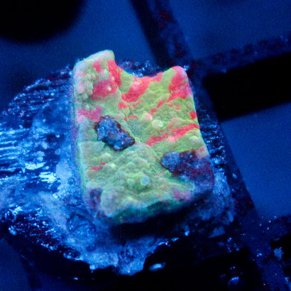 JC Grafted Montipora