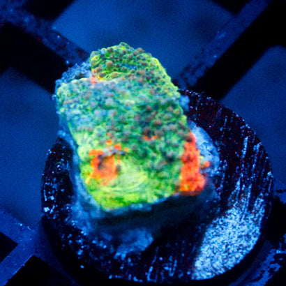 JC Rainbow Echinata