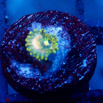 Leprechaun Burps Zoanthid