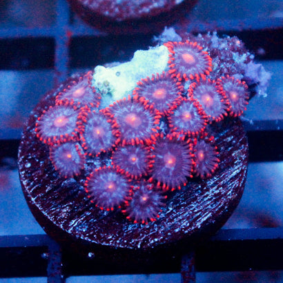 Fire and Ice Zoanthid