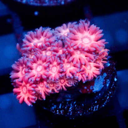 JC Pink Rainbow Goni