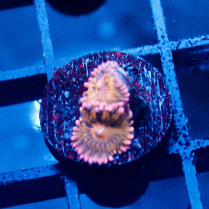 Amber Bliss Zoanthid