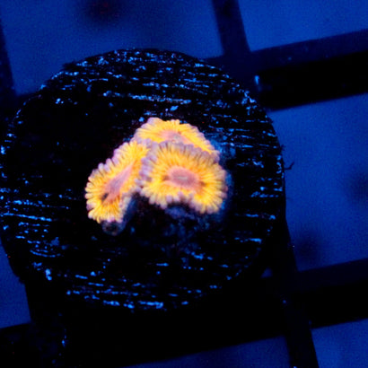 Stratocaster Zoanthid Mini Colony