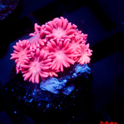 JC Lilly Pink Goni