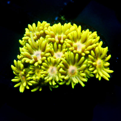JC Pink Sunflower Goni