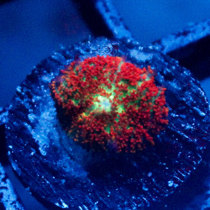 Crazy Redds Rhodactis