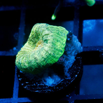 JC Neon Green Favia