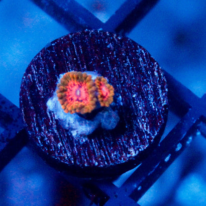 Grand Master Krakatoa Zoanthid (2 Polyps)