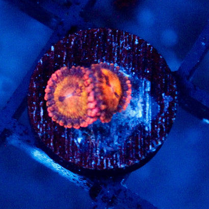 Speckled Kraze Zoanthid