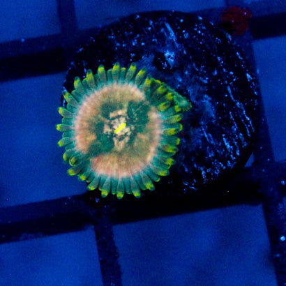 Leprechaun Burps Zoanthid