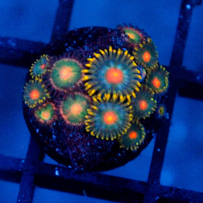 Saturn + Alien Blood Mini Colony Zoanthids