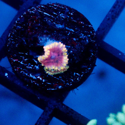 JC Purple Burst Zoanthid
