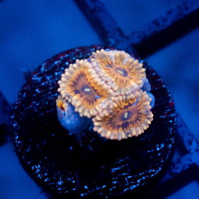 Golden Umber Zoanthid