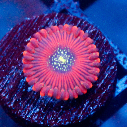 Magicians Zoanthid