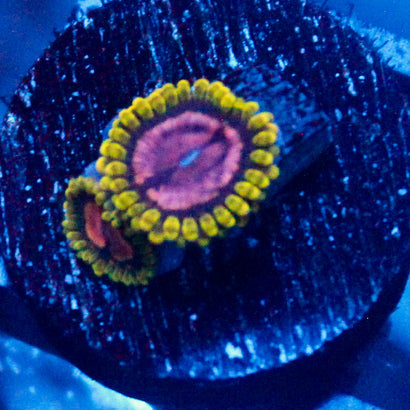 Purple Monster Zoanthid