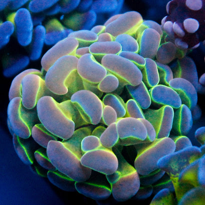 JC Ultra Hologram Hammer