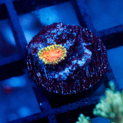 Rainbow Incinerator Zoanthid