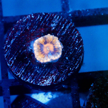 JC Golden Globe Zoanthid