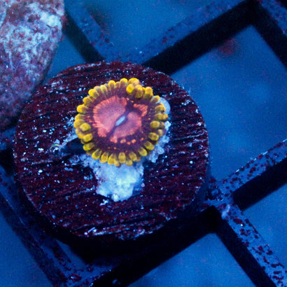 Pink Diamond Zoanthid