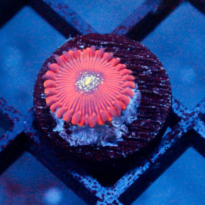 Magicians Zoanthid