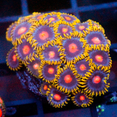 JC Golden Burn Zoanthid Mini Colony