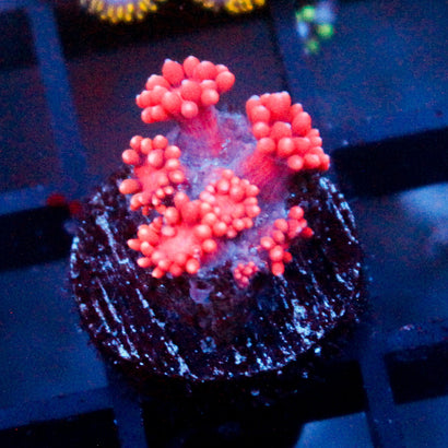 JC Pink Kraze Goni