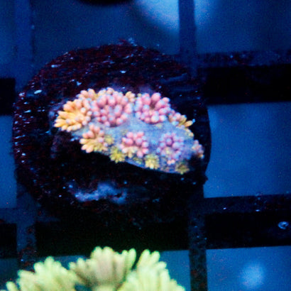 JC Pastel Rainbow GOni