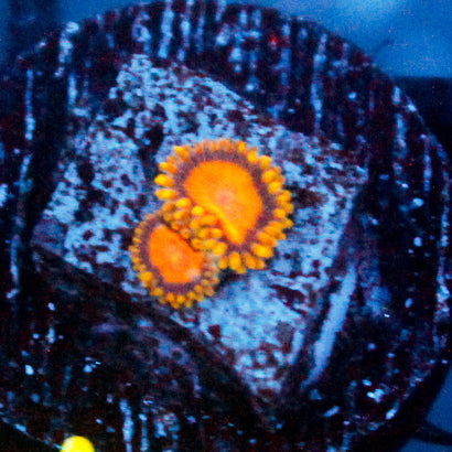 JC Sunny D Zoanthid