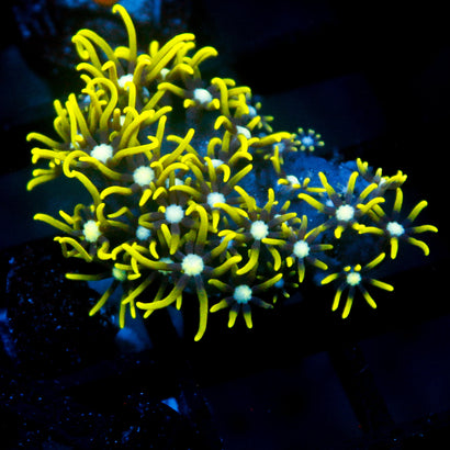 JC GSP