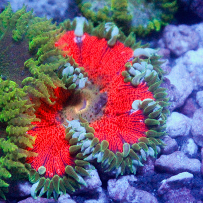 JC Ultra Rock Flower Anemone