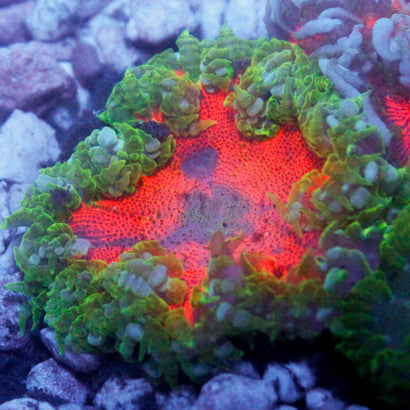 JC Ultra Rock Flower Anemone