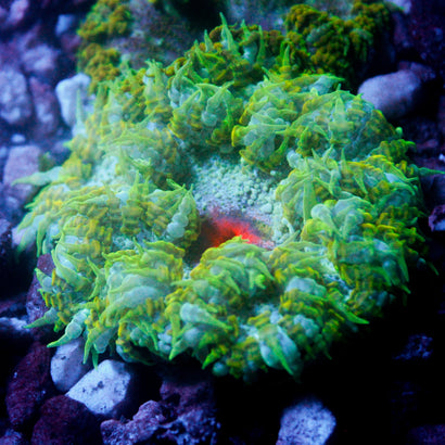 JC Ultra Rock Flower Anemone
