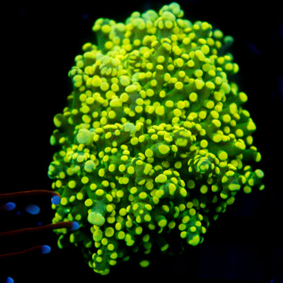 JC Neon Green Octo