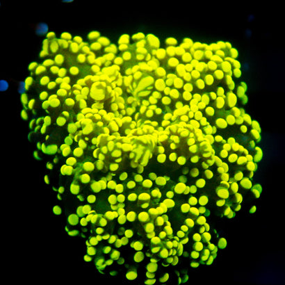 JC Neon Yellow Octo