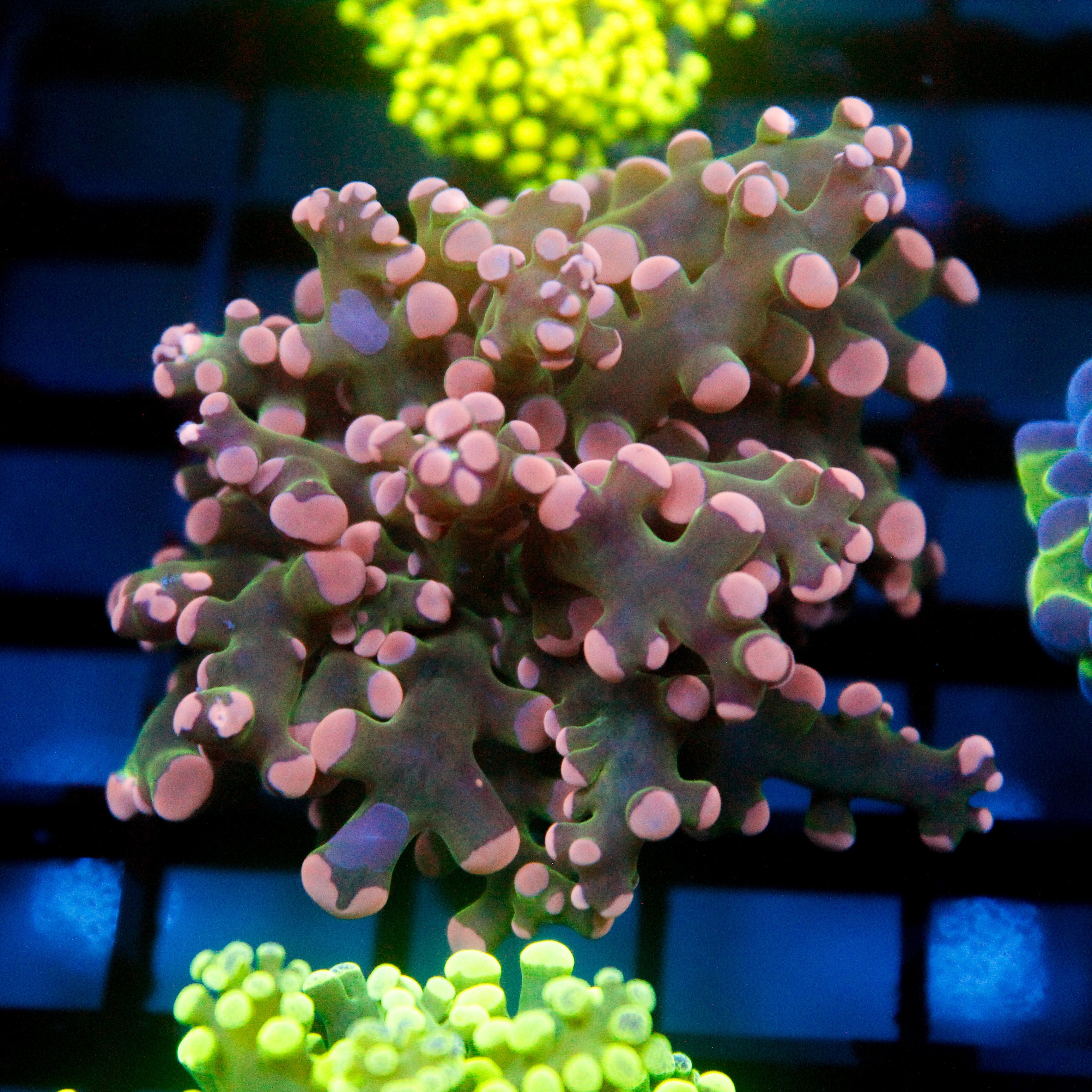 JC Pink Tip Octo