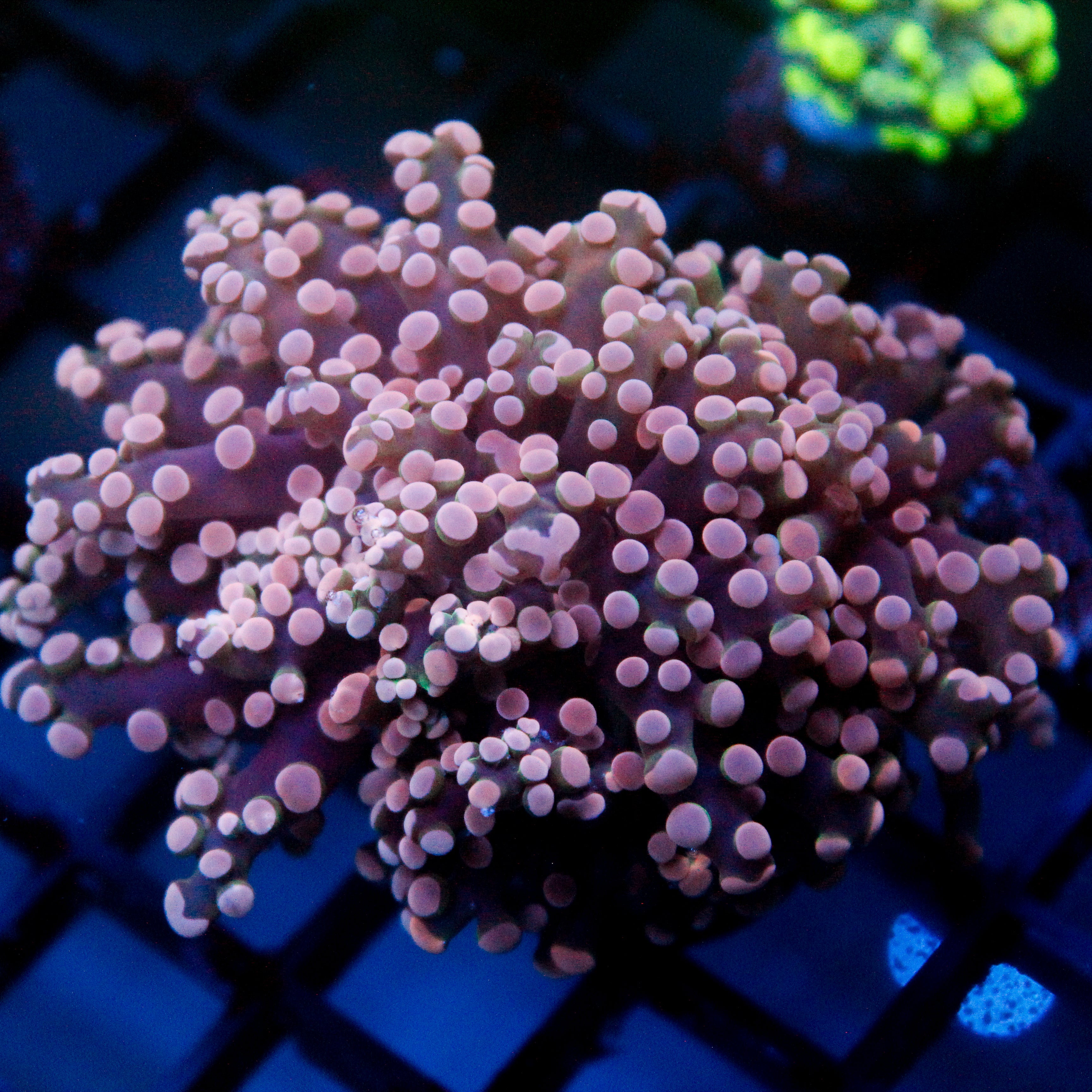 JC Thick Tentacle Octo