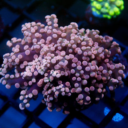 JC Thick Tentacle Octo