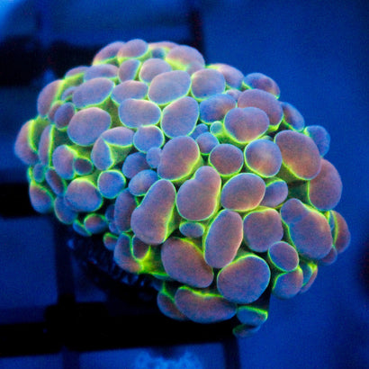 JC Ultra Hologram Hammer