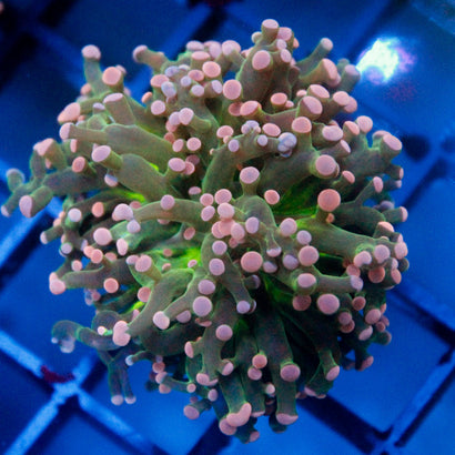JC Pink Deep Dark Green Octo