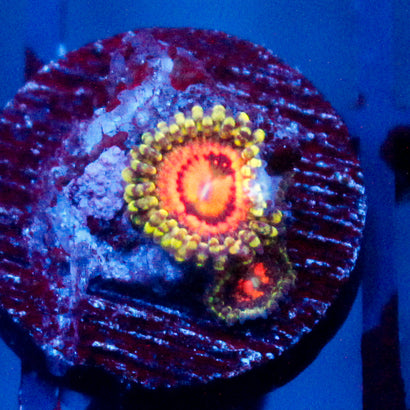 Rainbow Incinerator Zoanthid