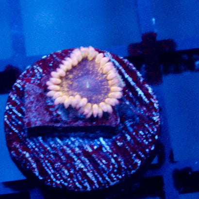 Golden Globle Zoanthid